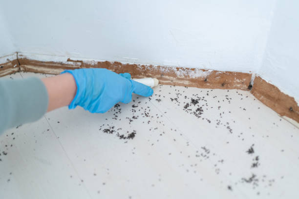 Trusted New London, OH Pest Control Experts